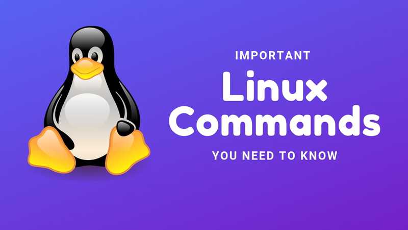 Basic Linux Commands That Every User Should Know